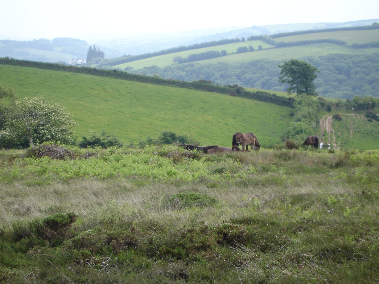 Some of Exmoors wild horses in the distance